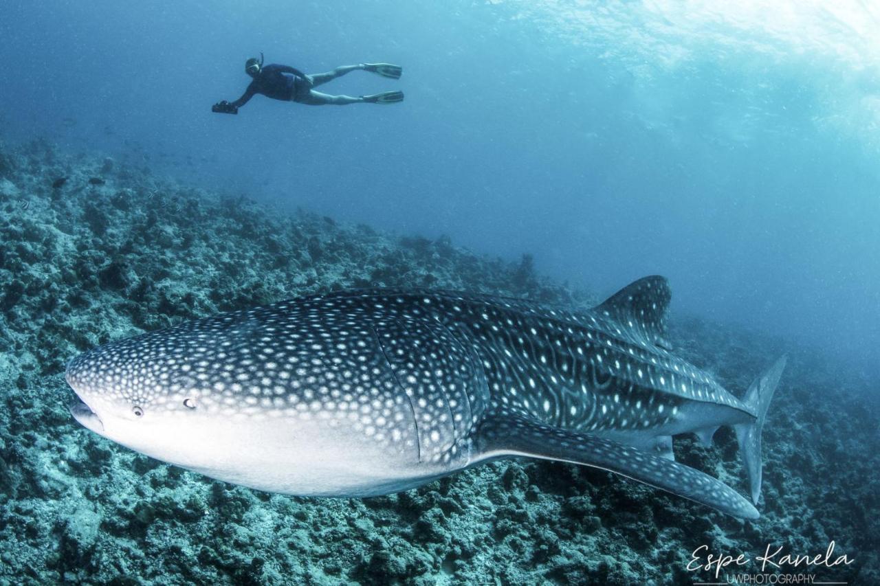 South Ari Dive Center Hotel Dhangethi Buitenkant foto