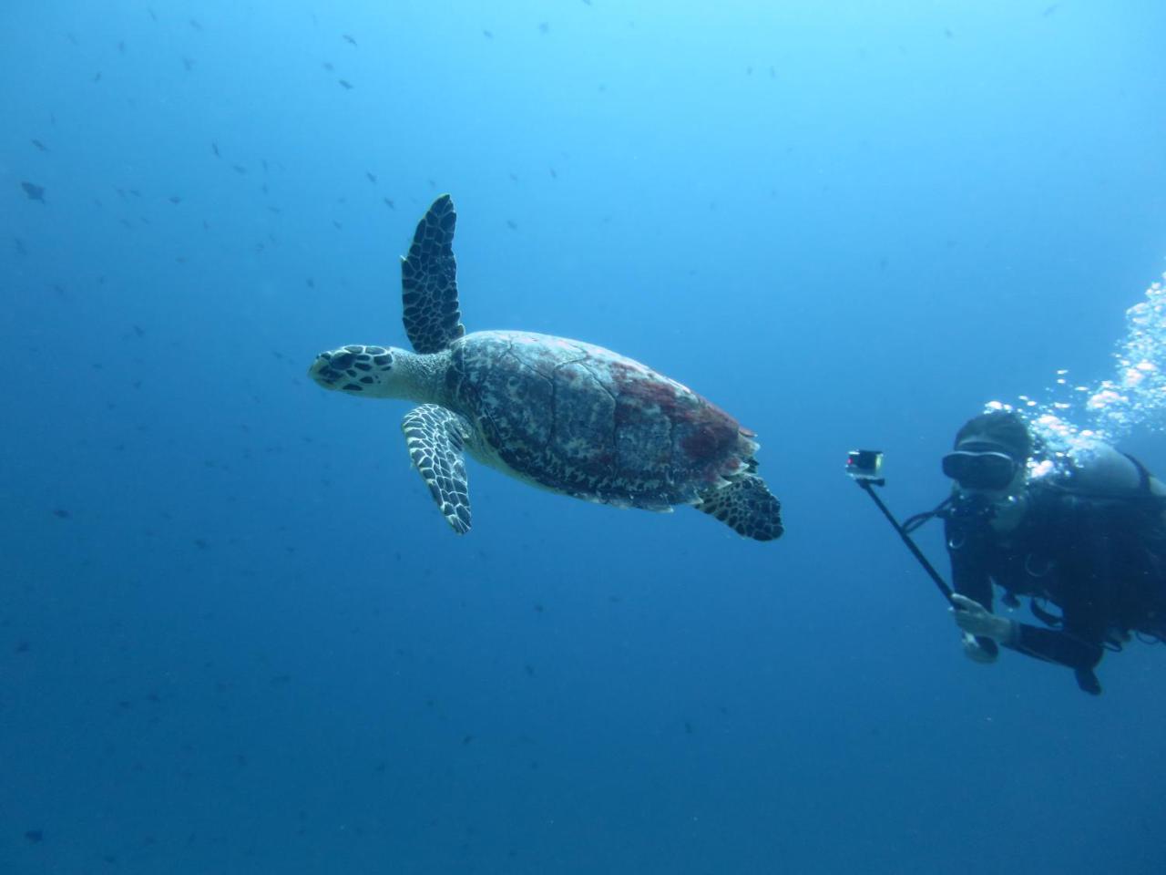 South Ari Dive Center Hotel Dhangethi Buitenkant foto