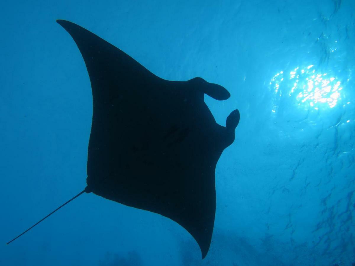 South Ari Dive Center Hotel Dhangethi Buitenkant foto